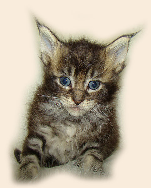      Catsvill County